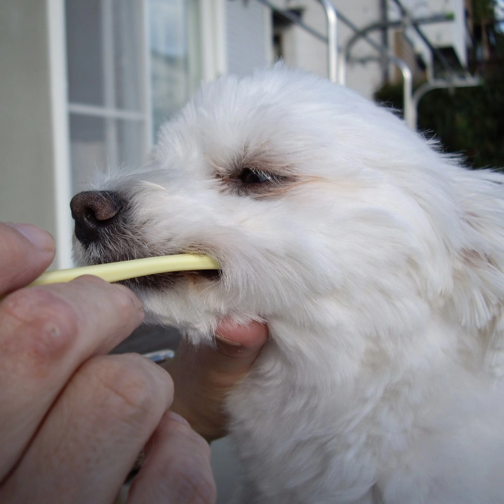 10% OFF: Mind Up Kenko Care Soft Toothbrush Small Head For Dogs