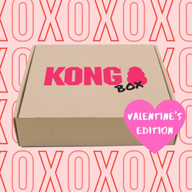 30% OFF: Kong Puppy Love Box pet souvenir,gift item