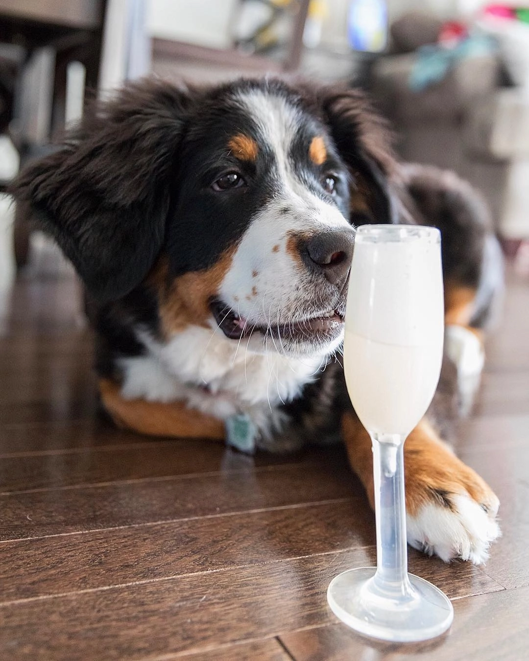 $18 ONLY: BarkShop Bijou's Glass of Bubbly Dog Plush Toy & Treat Stuffer
