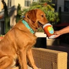 $18 ONLY: BarkShop Lickton Iced Tea - Spiky Core Dog Plush Toy