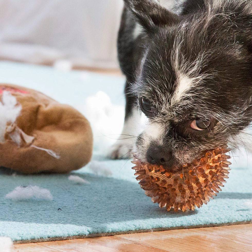 $18 ONLY: BarkShop Mr. Chewniverses Muscles Dog Plush Toy