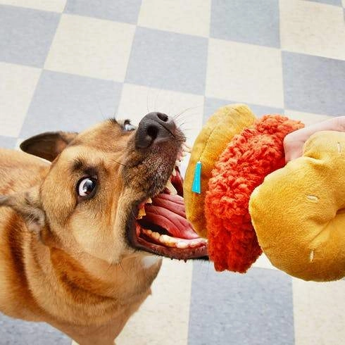 $18 ONLY: BarkShop The Sloppiest Joe Dog Plush Toy
