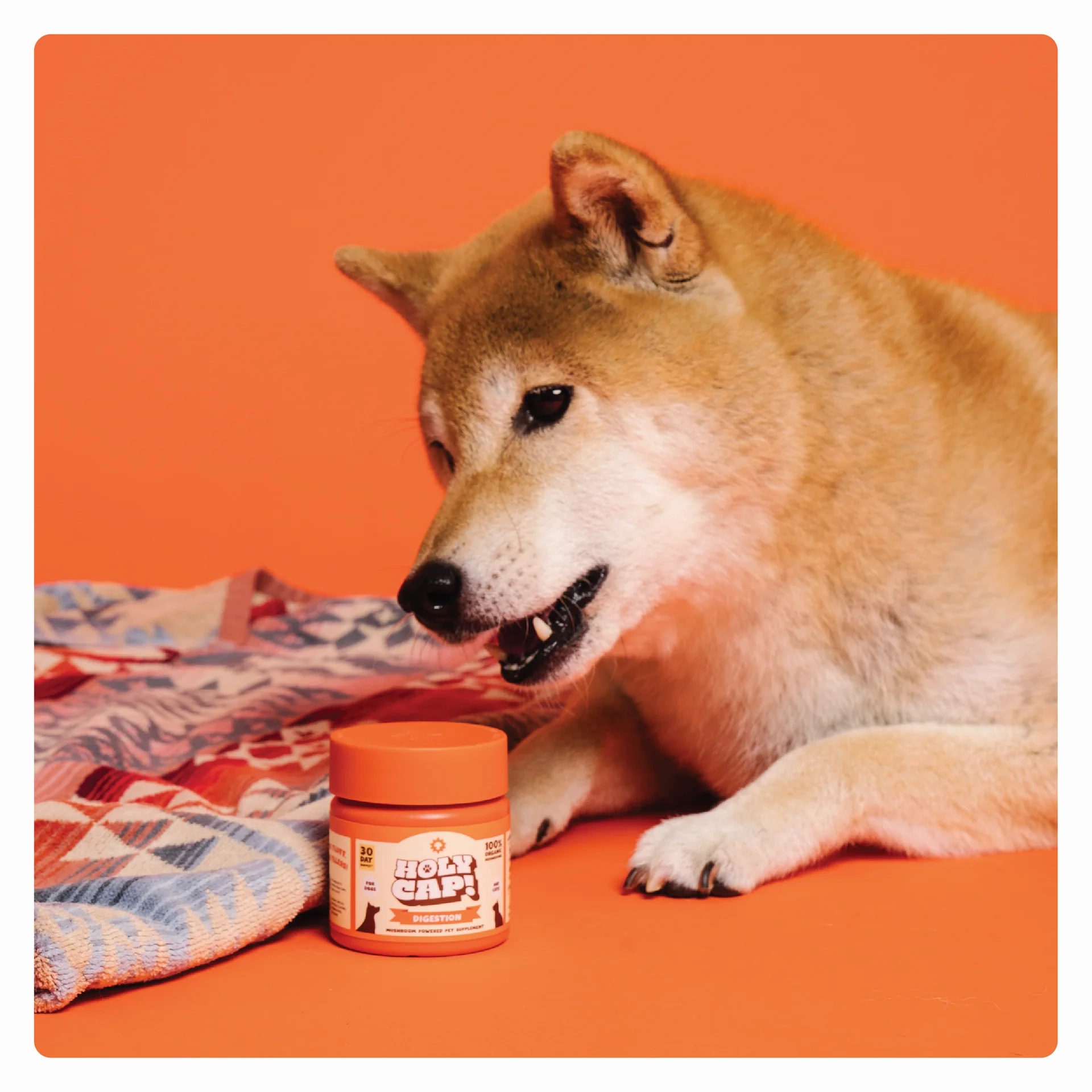 $29 ONLY [CLEARANCE]: Holy Cap Medicinal Mushroom Supplement for Dogs (Digestion)