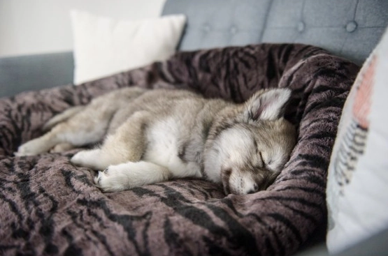 $99 ONLY: P.L.A.Y. Snuggle 4-In-1 (Cup, Cave, Pod or Flat) Truffle Brown Dog Bed
