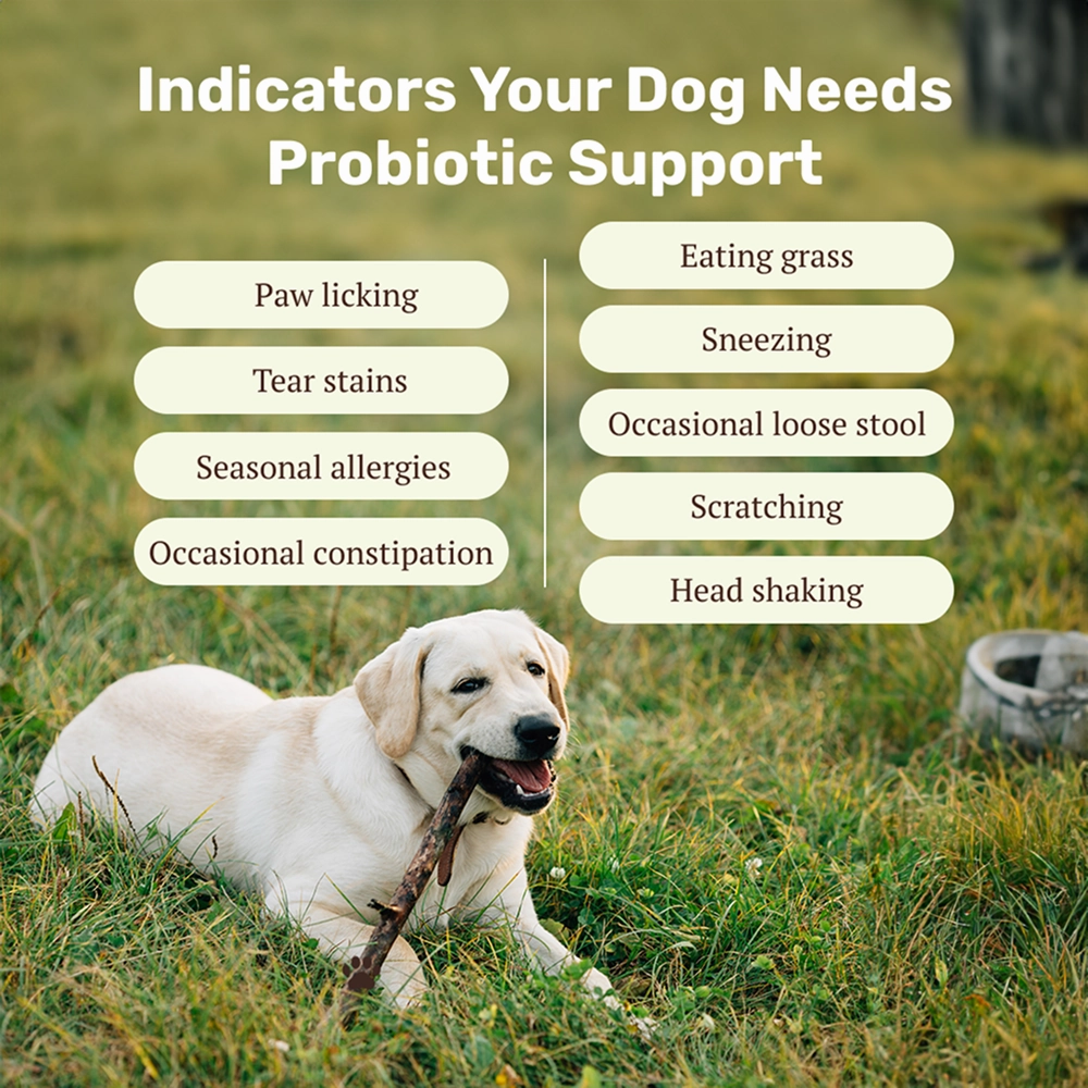 Absolut Pet Probiotics Hypoallergenic Gut Health Dog Supplement