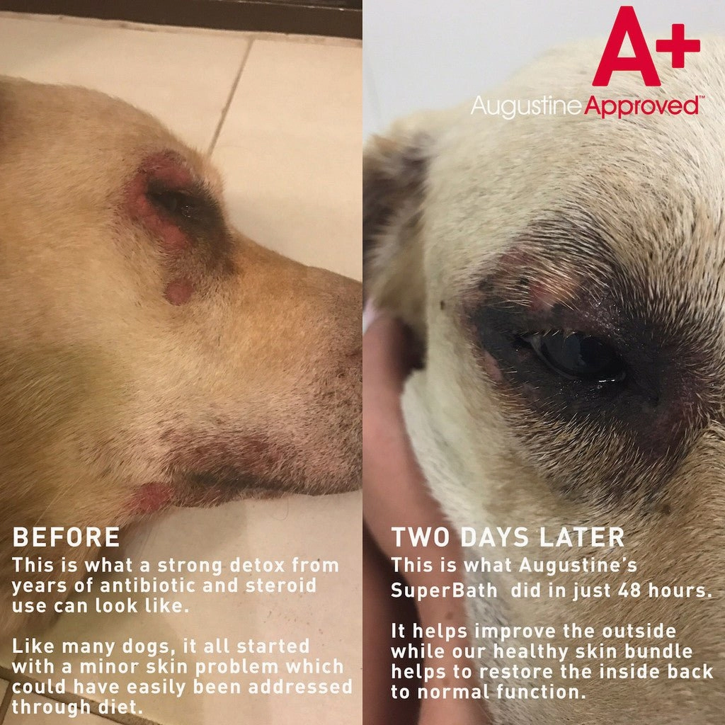 Augustine Approved SuperBath Skin Care for Dogs (Skin & Odour)
