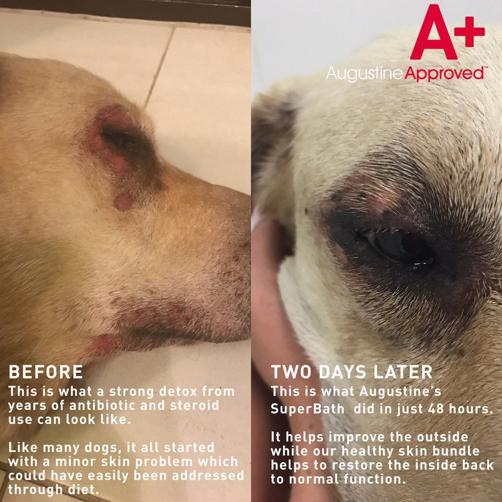 Augustine Approved SuperBath Skin Care for Dogs (Skin & Odour)