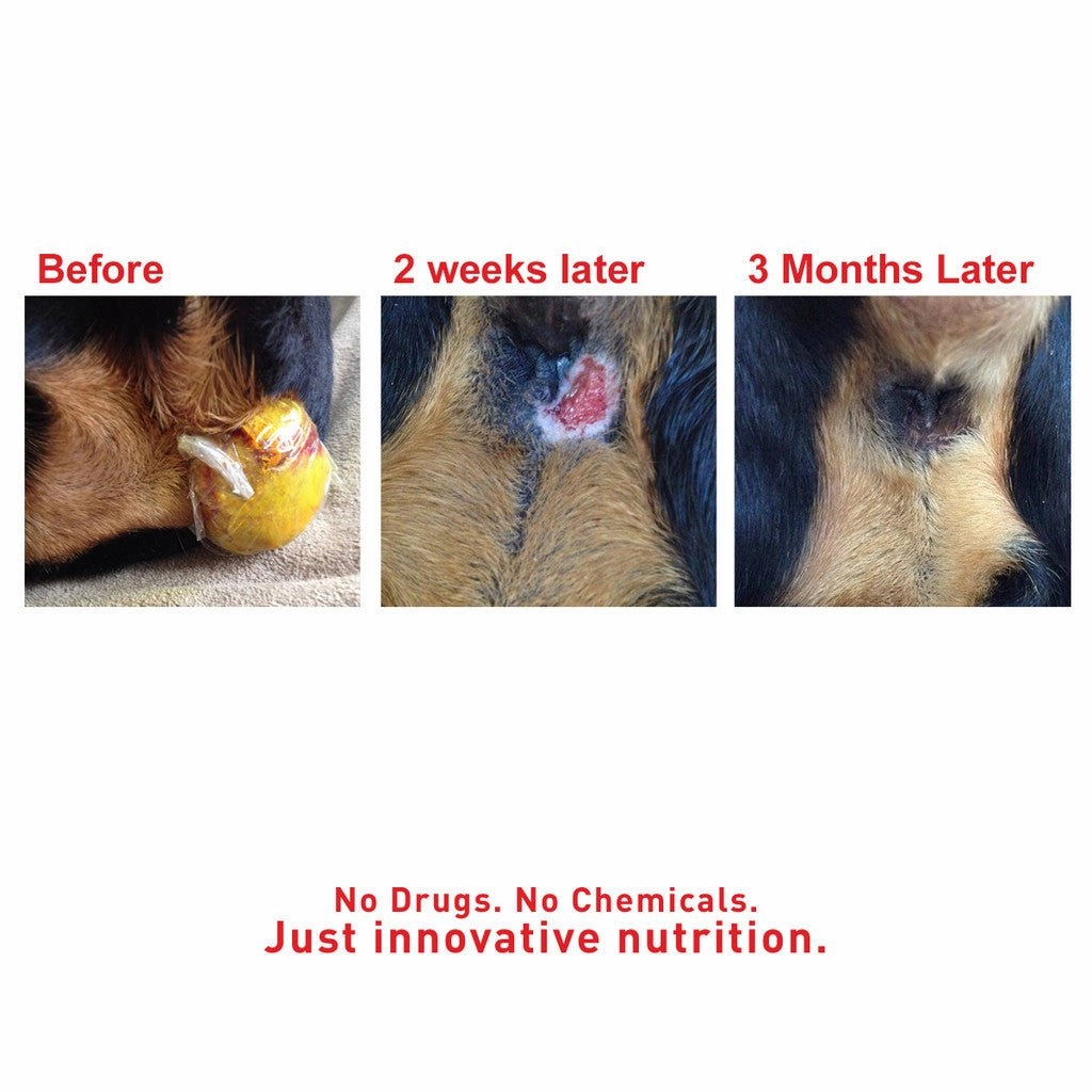 Augustine Approved SuperHeal Paste for Dogs (Lumps, Wounds & Irritation)