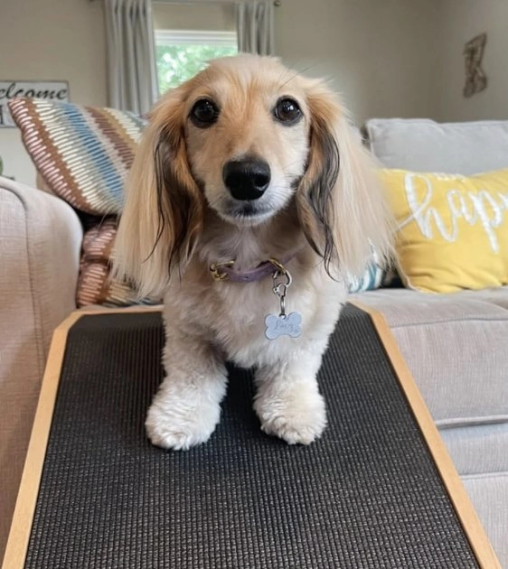 Big Borky Non-Slip Dog Ramp