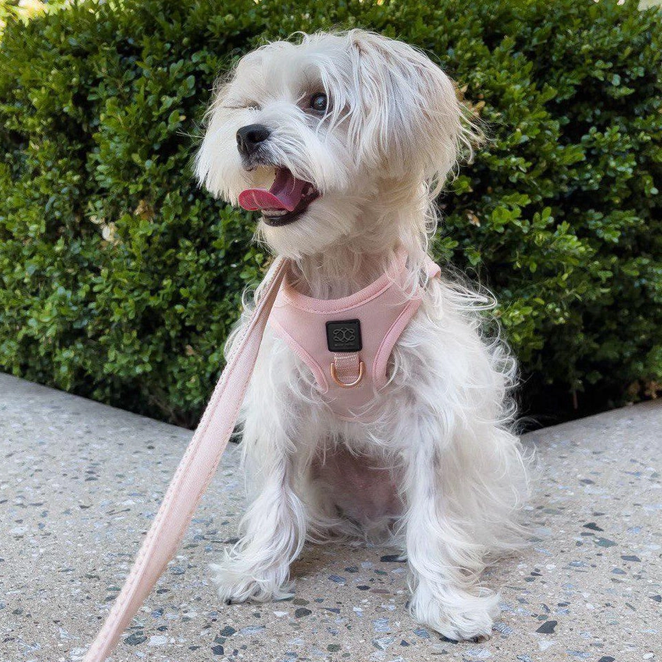 City Dog Leash Blush