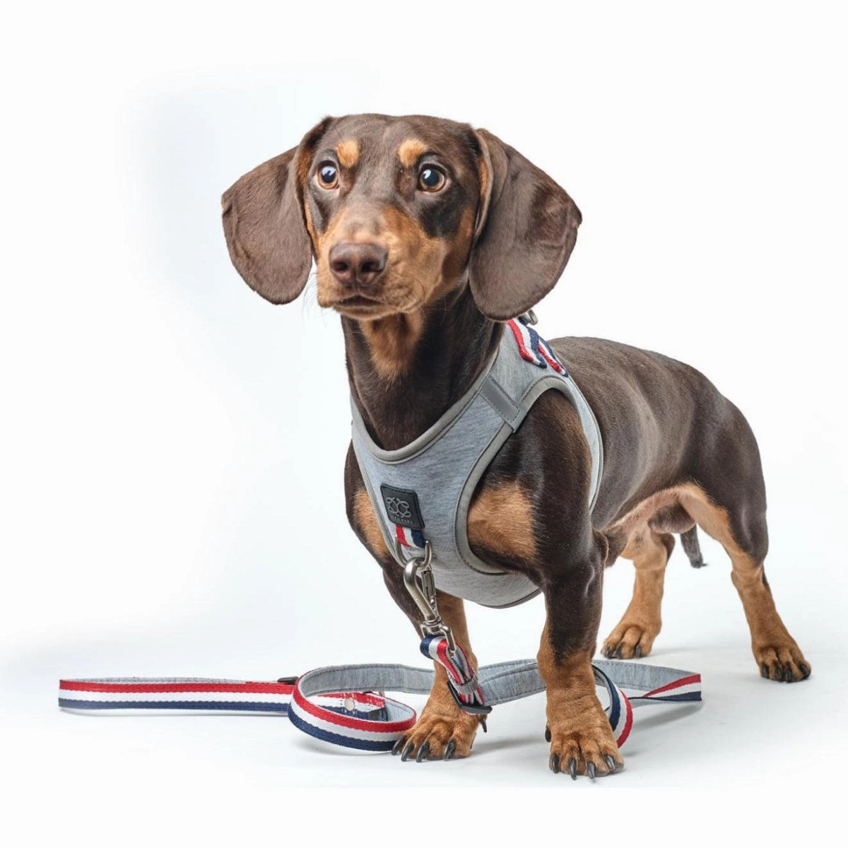 City Dog Leash Champion Grey