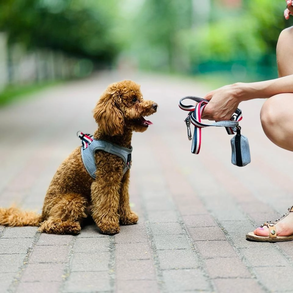 City Dog Leash Champion Grey