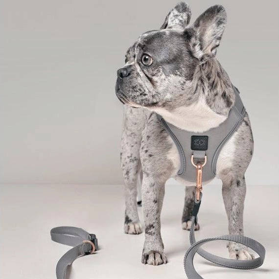 City Dog Leash Steel