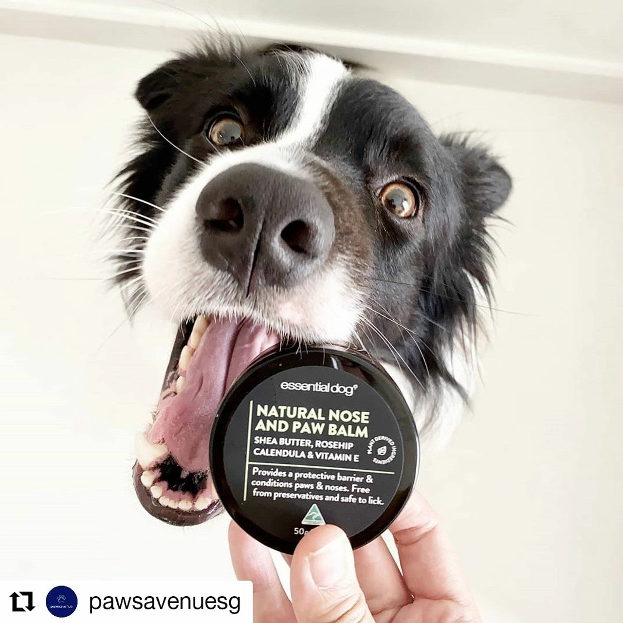 Essential Dog Natural Nose and Paw Balm for Dogs