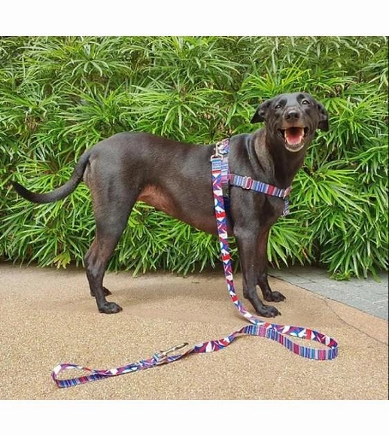 Freedom No-Pull Harness & Leash (Earthstyle Rocky) For Dogs