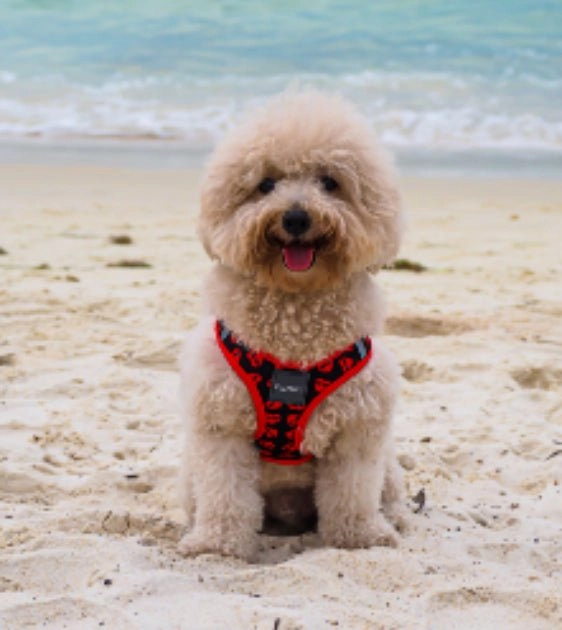 FuzzYard Heart Breaker Step-In Dog Harness