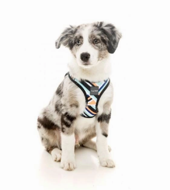 FuzzYard Sonic Step-in Dog Harness