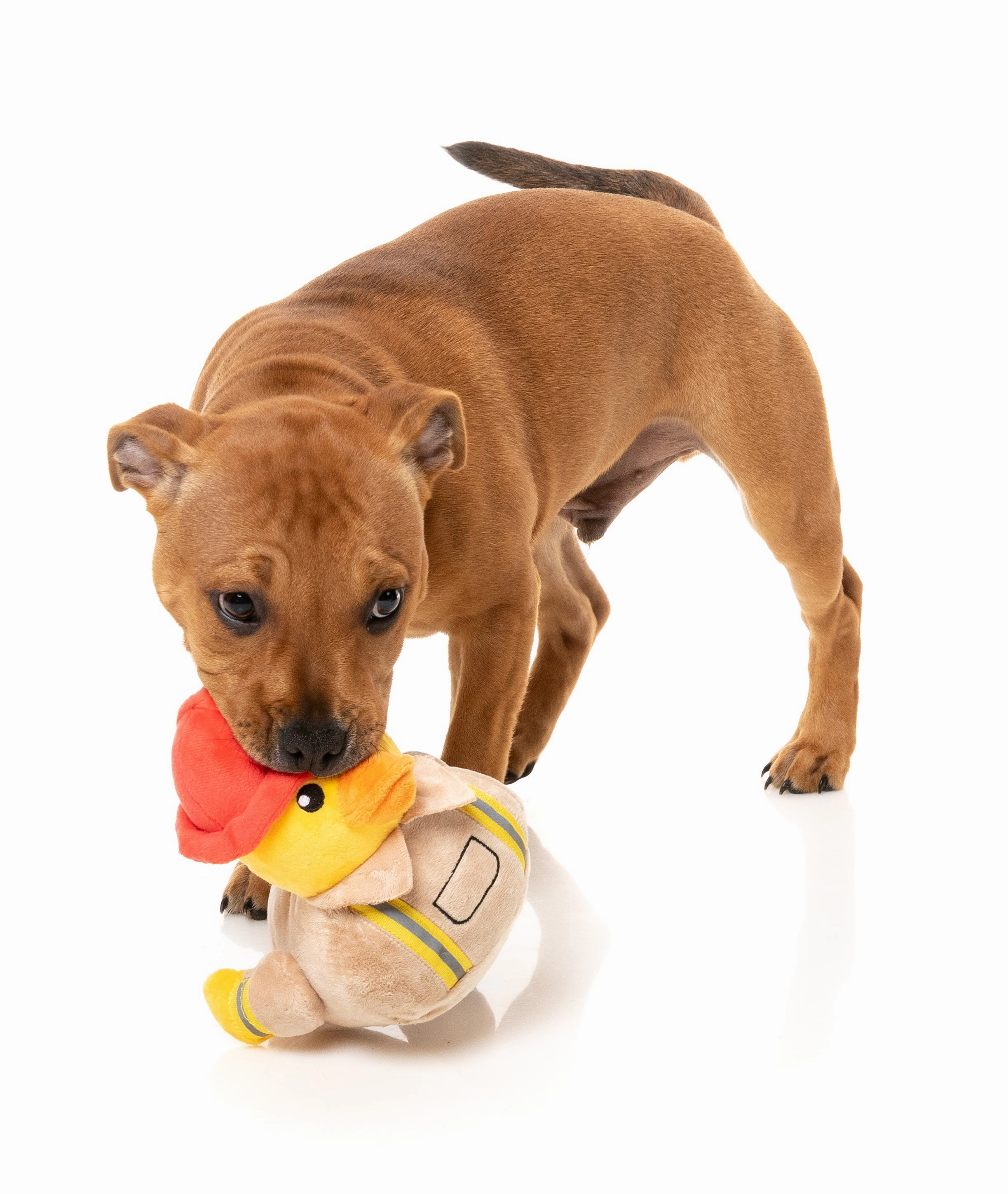FuzzYard Squeaky Plush Dog Toy (Firequacker)