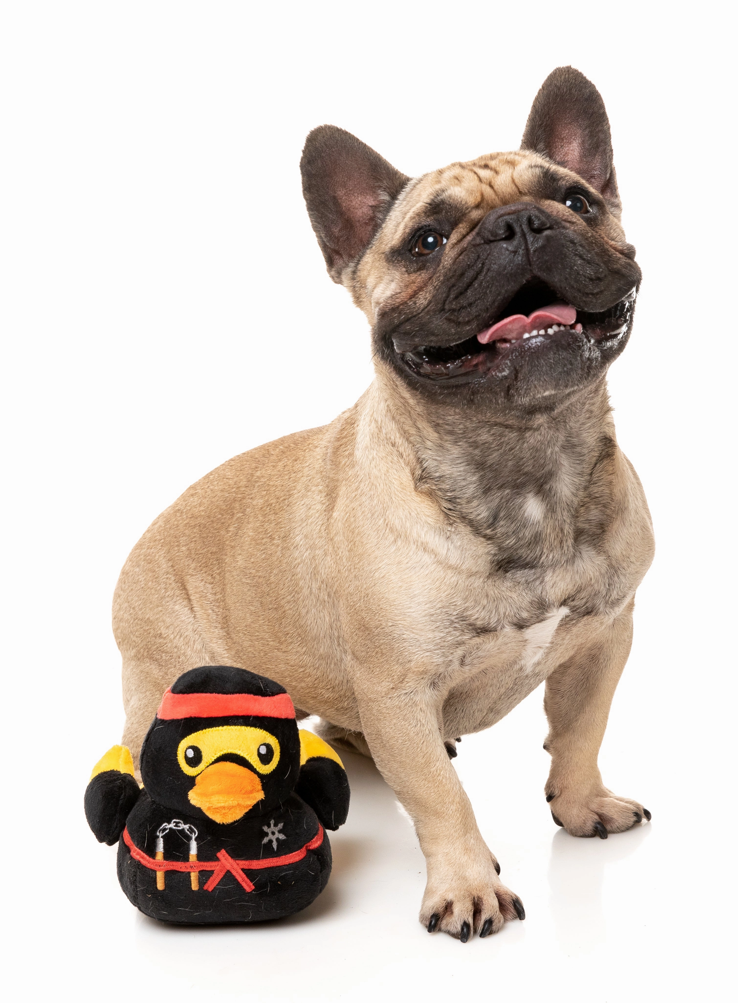 FuzzYard Squeaky Plush Dog Toy (Quackie Chan)