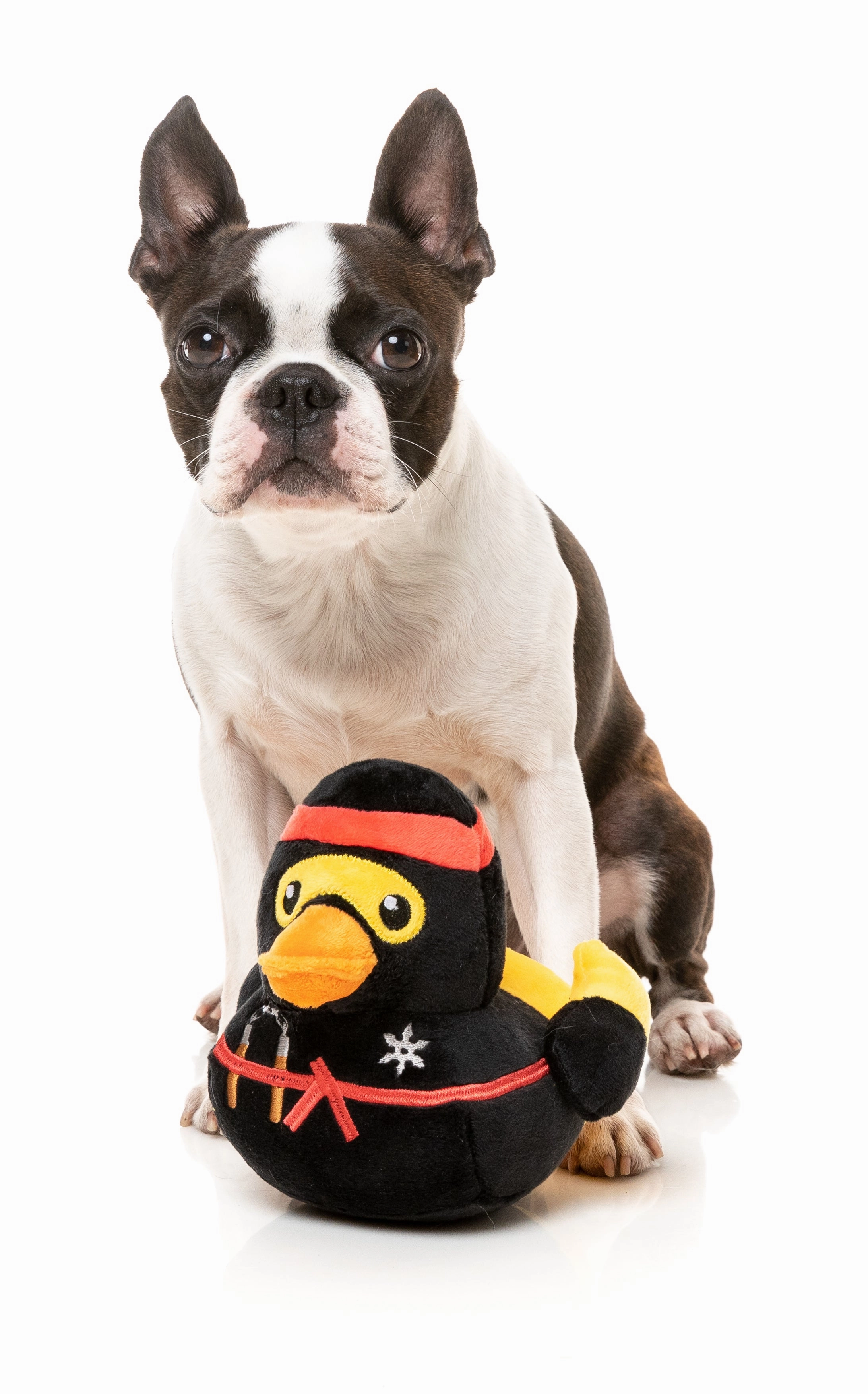 FuzzYard Squeaky Plush Dog Toy (Quackie Chan)