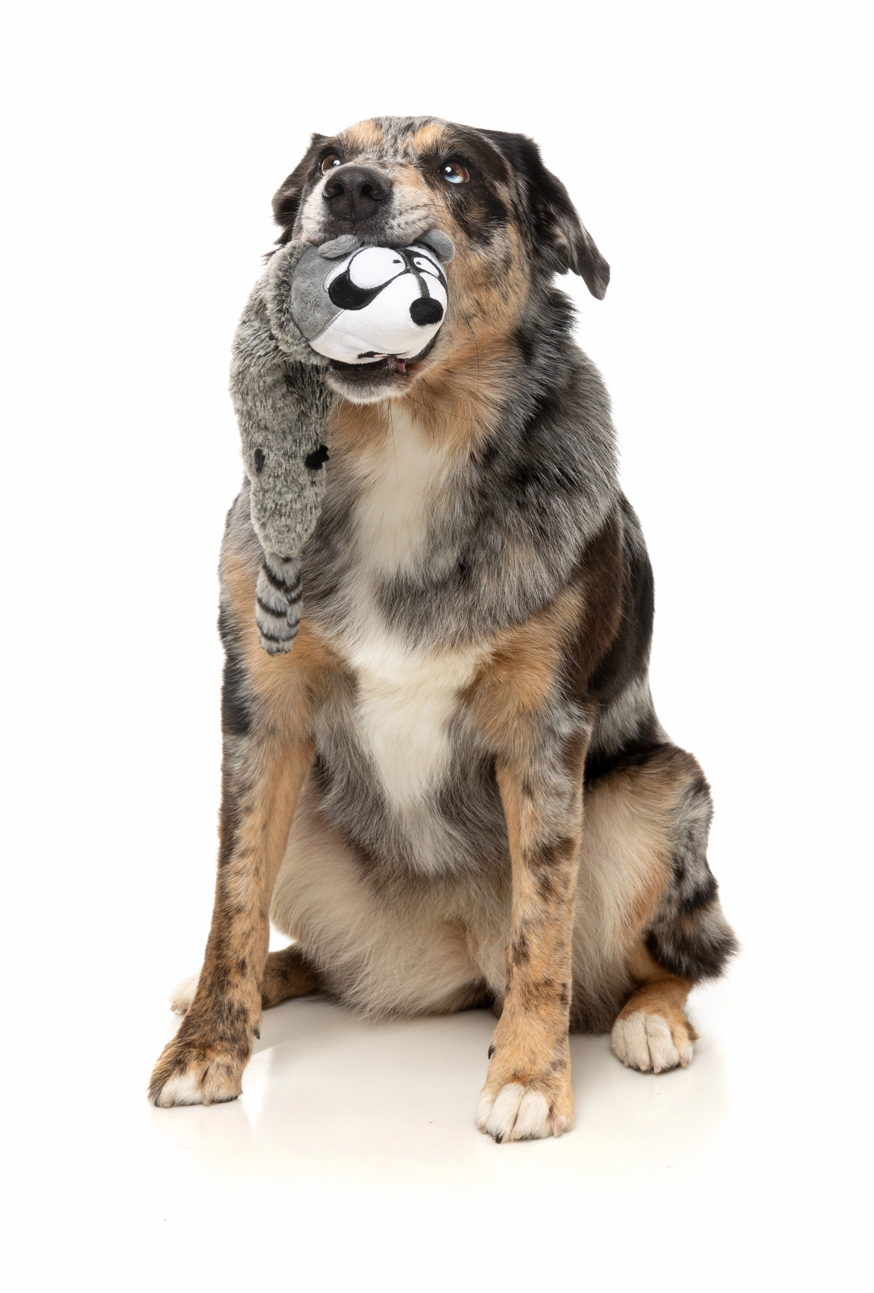 FuzzYard The Yeetz Swing-And-Throw Plush Dog Toy (Run Along Raccoon)