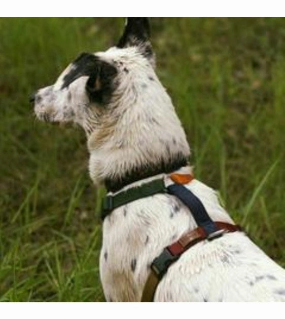 Haqihana Multicolor Dog Harness (By Turid Rugaas)