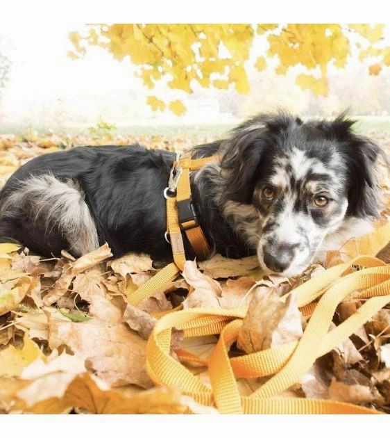 Haqihana Orange Dog Leash