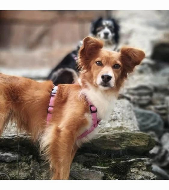 Haqihana Pink Dog Harness
