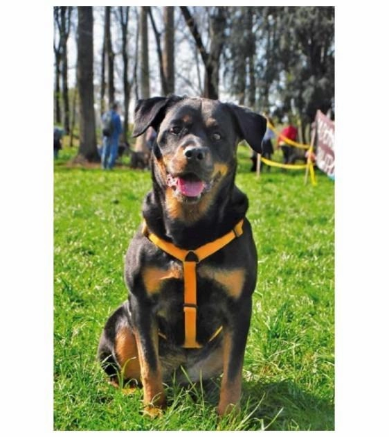 Haqihana Violet Dog Harness