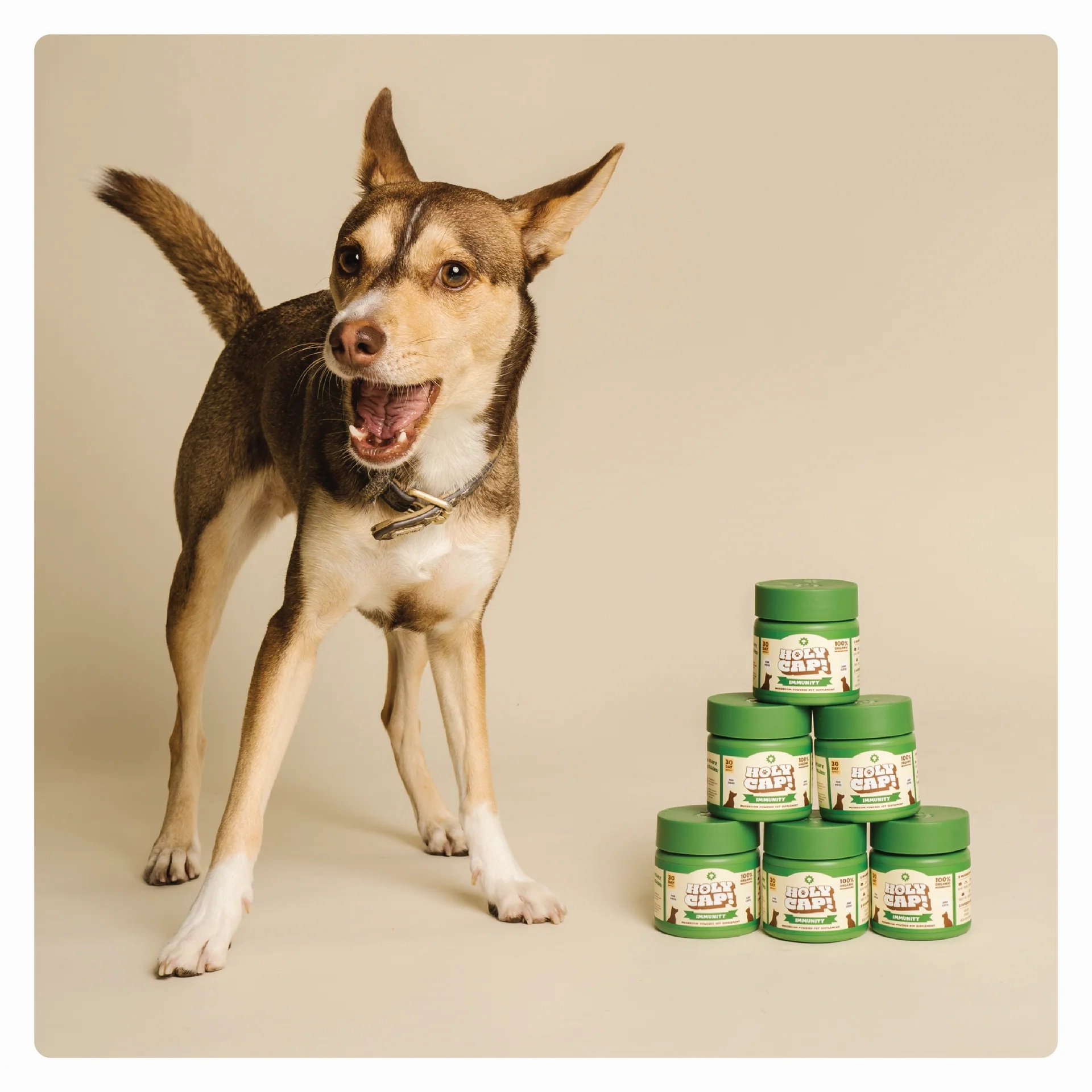 Holy Cap Medicinal Mushroom Supplement for Dogs (Immunity)