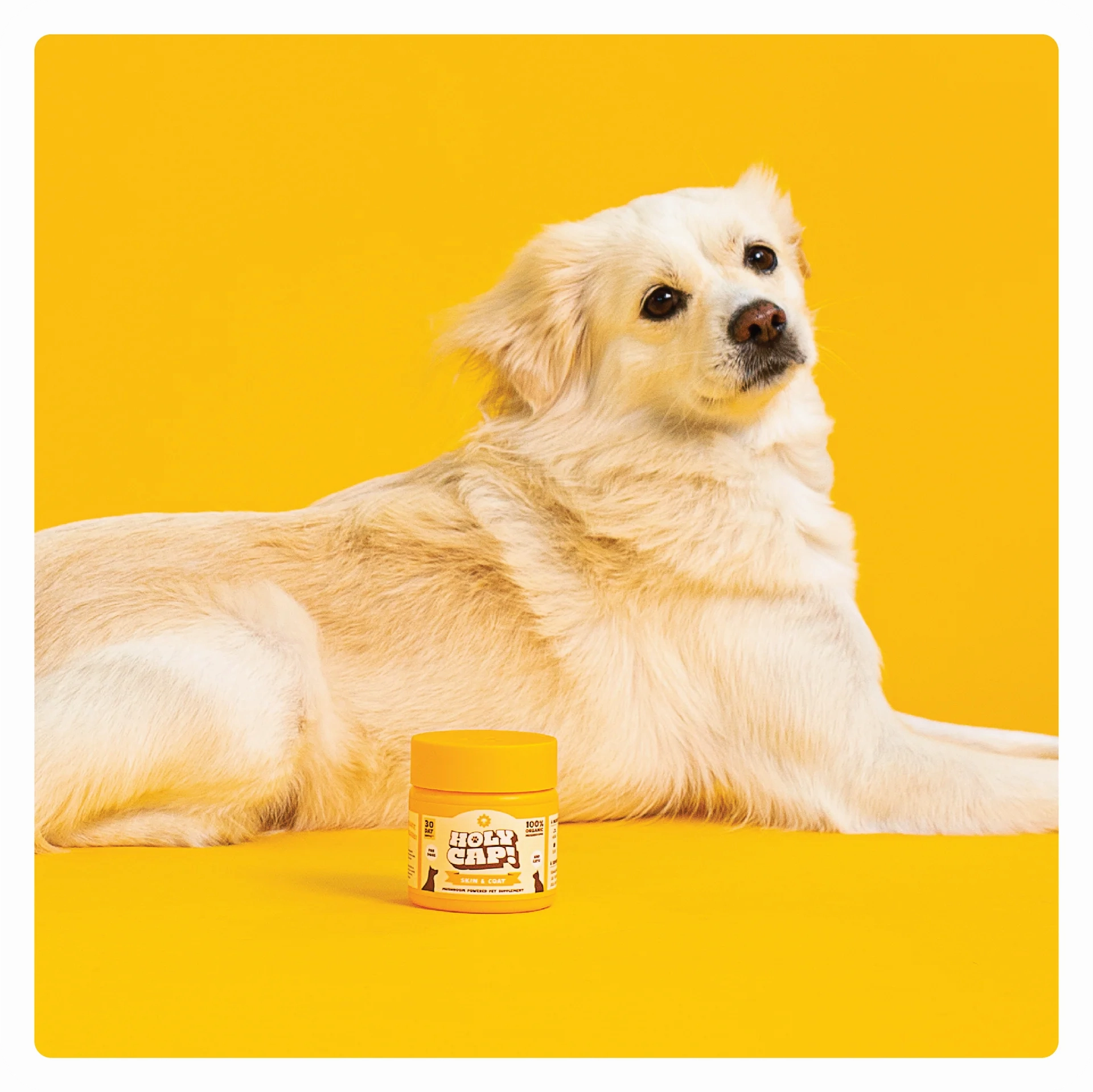 Holy Cap Medicinal Mushroom Supplement for Dogs (Skin & Coat)