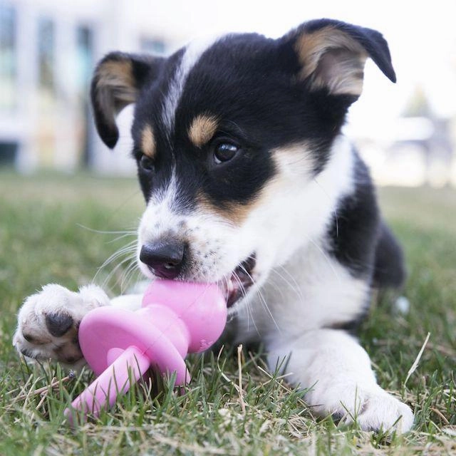 Kong Puppy Binkie Dog Toy (Assorted Colours)