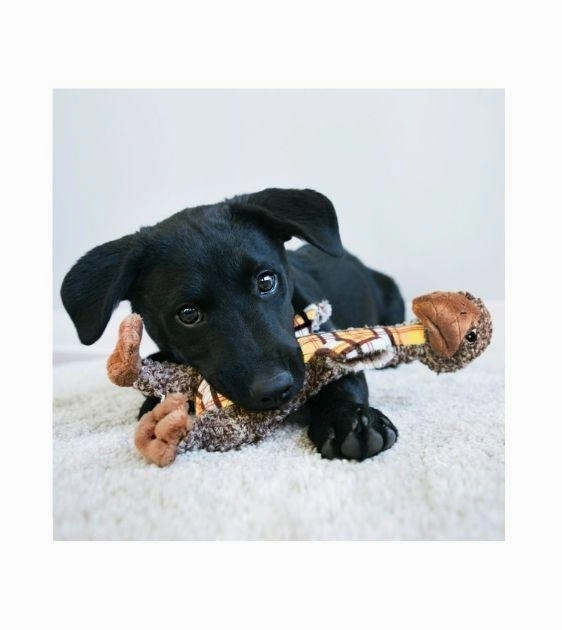 Kong Shaker Luvs Giraffe Dog Toy