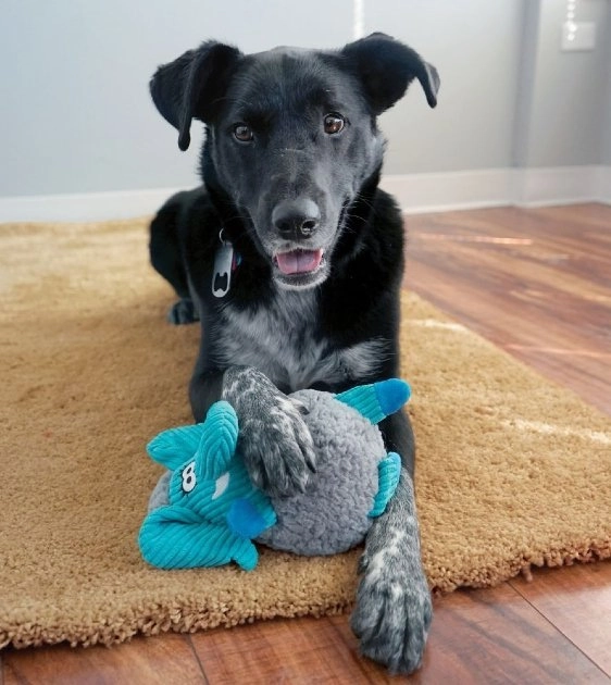 Kong Sherps Floofs Big Horn Plush Dog Toy