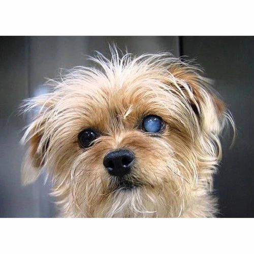 Lanomax Cataract-Dissolving Lanosteral Eye Drops for Dogs & Cats