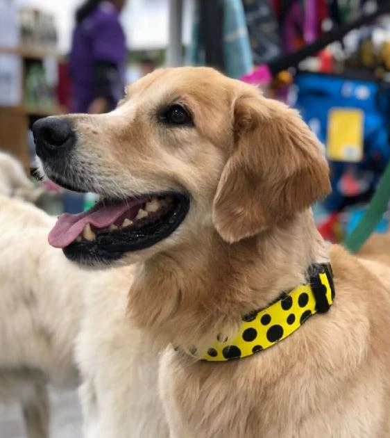 Loyal.D Canvas.D Get Spott.D (Yellow) Dog Collar