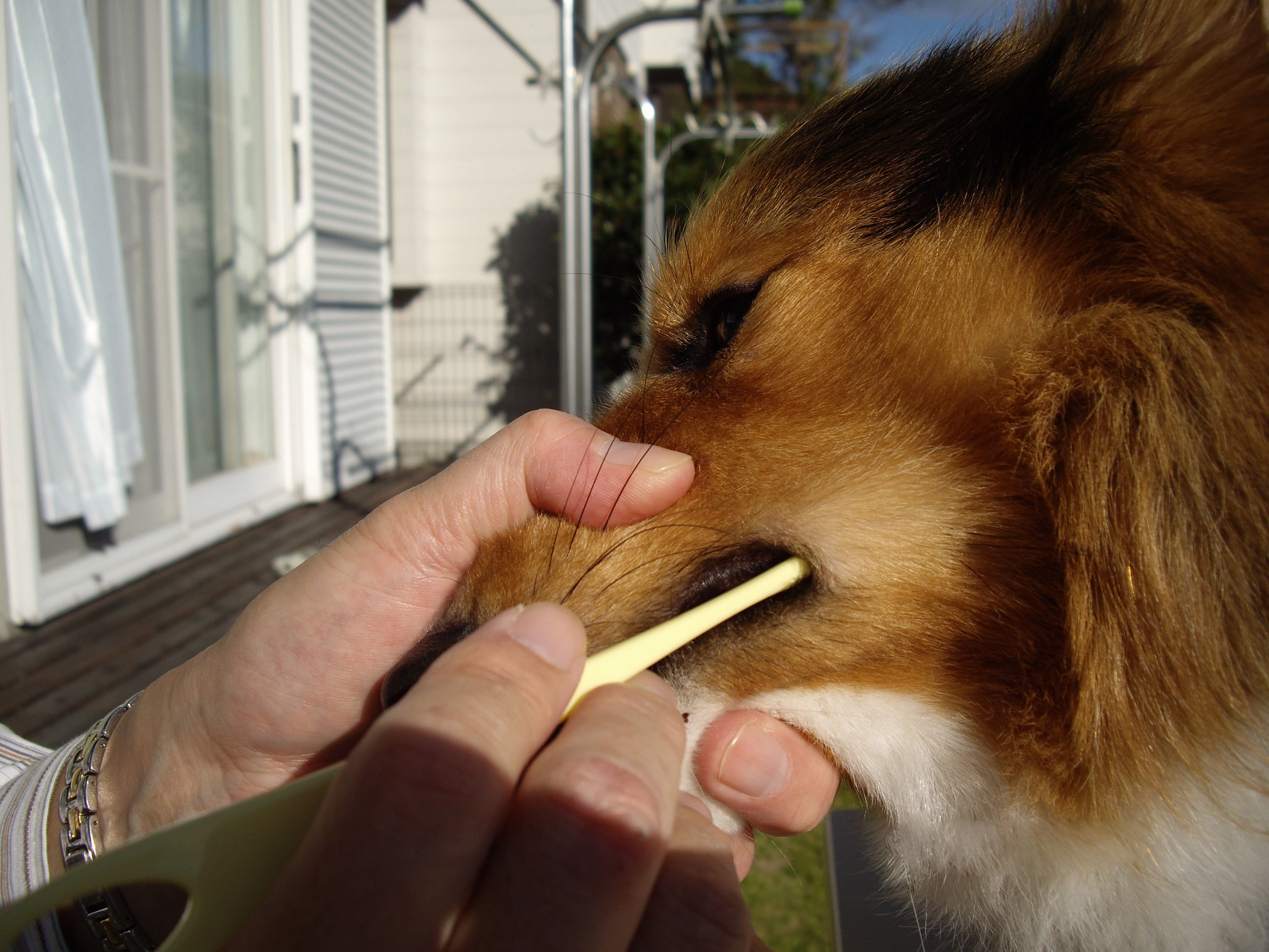 Mind Up Kenko Care Soft Toothbrush for Dogs (Large Head)
