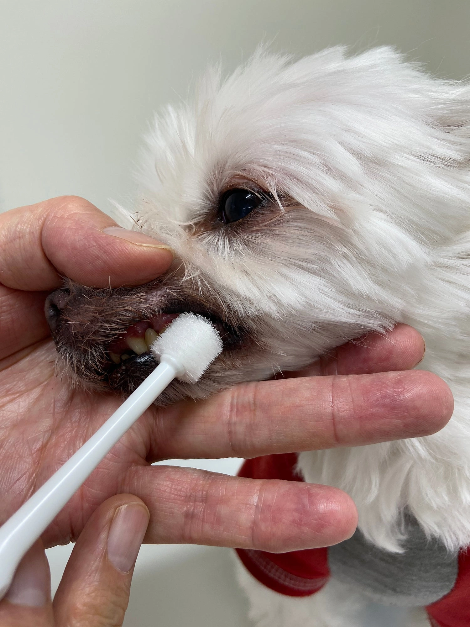 Mind Up Kenko Care Toothbrush for Dogs (Cylinder Head)