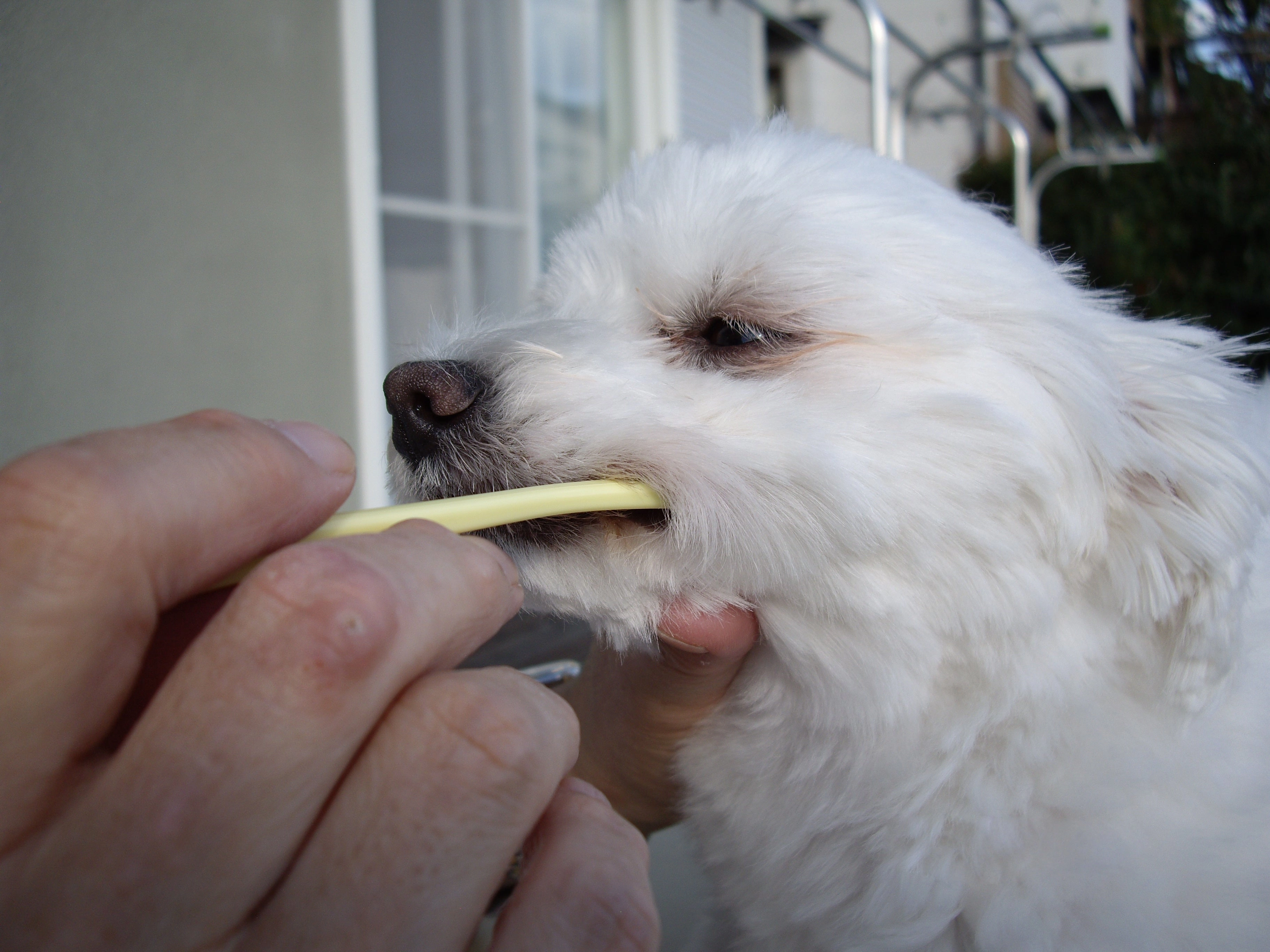 Mind Up Kenko Care Toothbrush Kit B for Dogs (Small Soft Head)