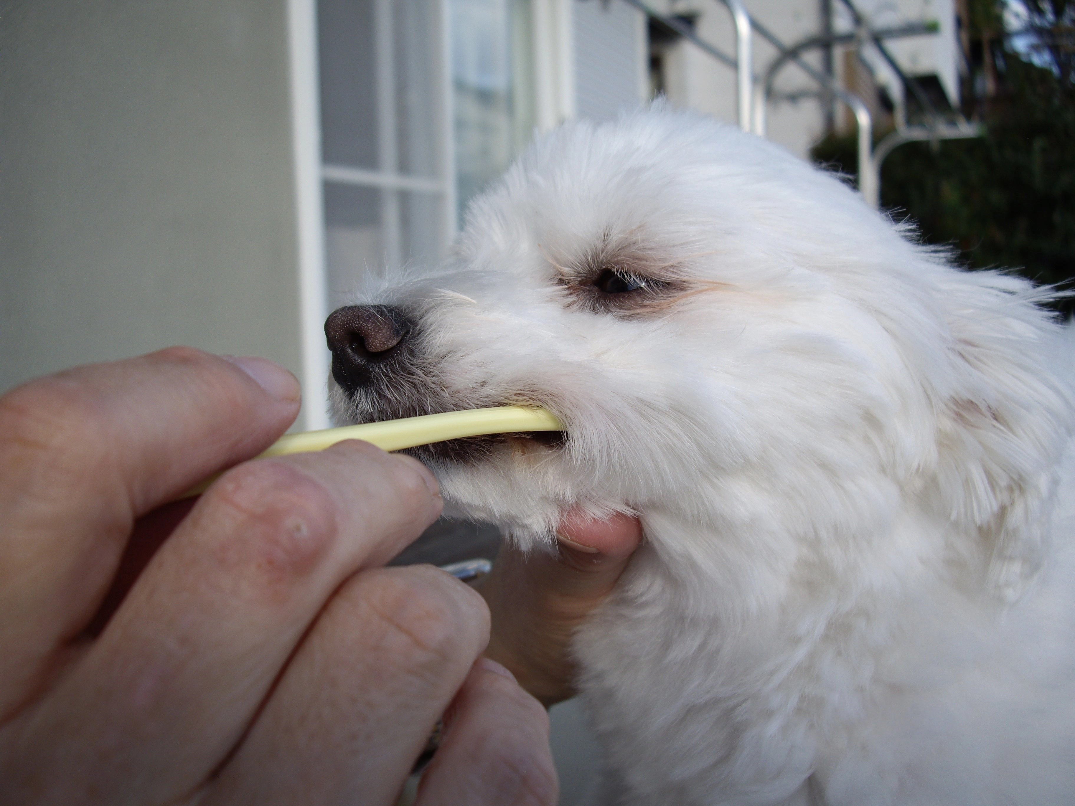 Mind Up Kenko Care Toothbrush Kit B for Dogs (Small Soft Head)