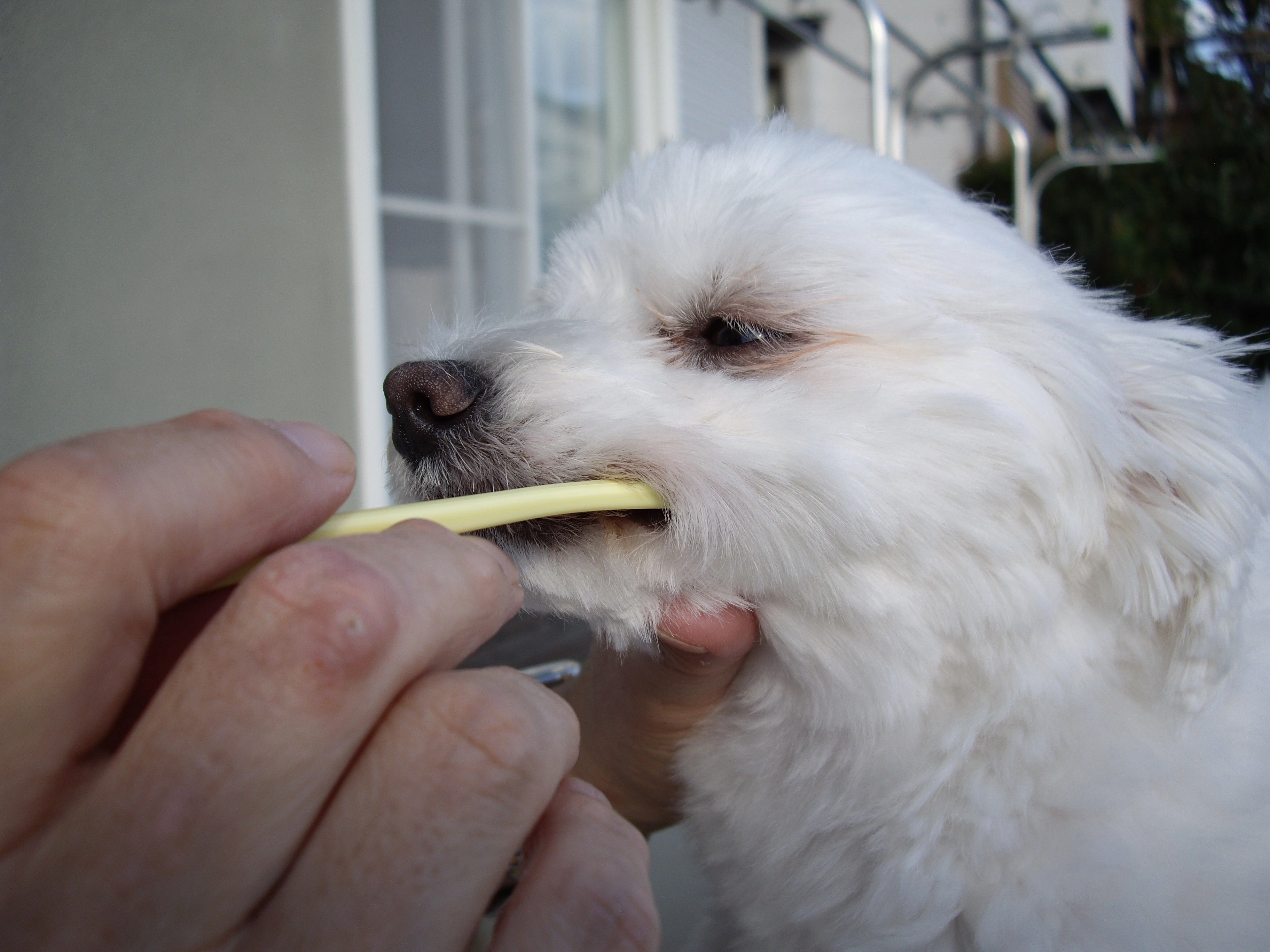 Mind Up Kenko Care Toothbrush Kit B for Dogs (Small Soft Head)