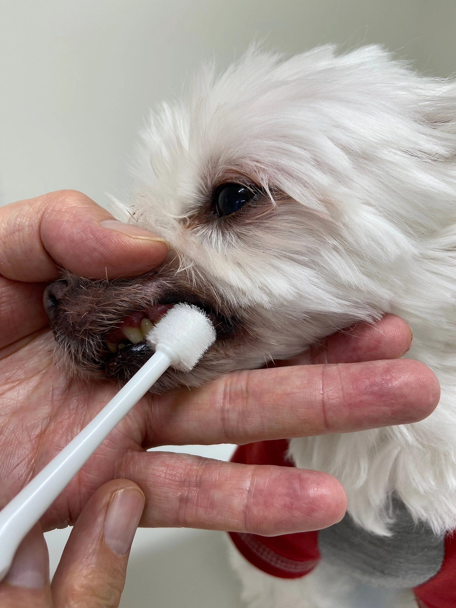 Mind Up Kenko Care Toothbrush Kit D for Dogs (Cylinder Head)