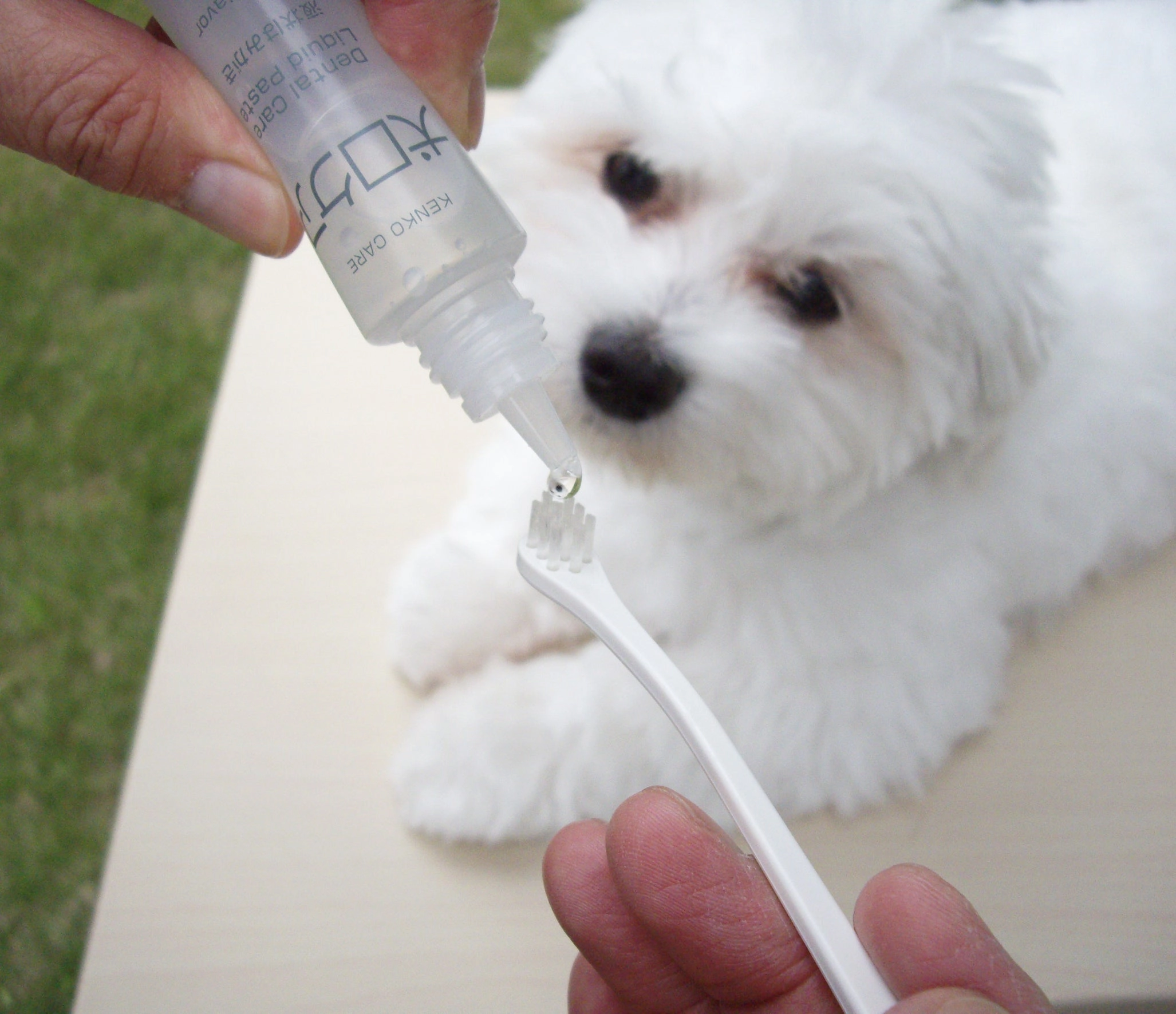 Mind Up Kenko Care Toothbrushing Liquid for Dogs (Milk Flavor)