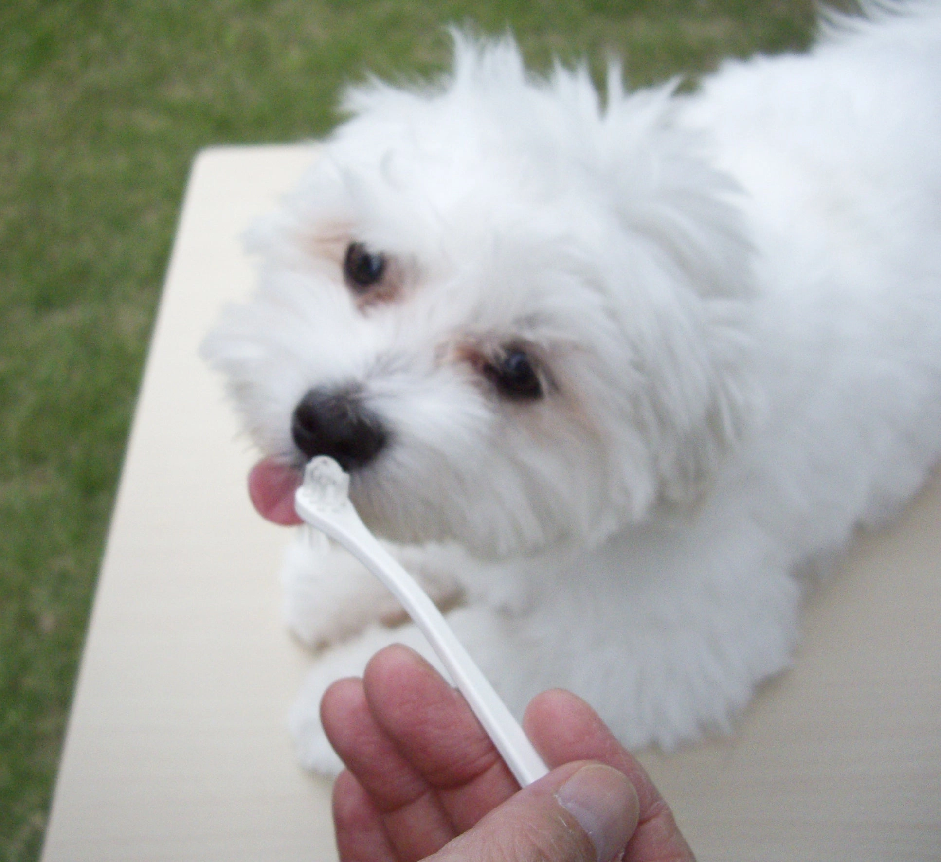 Mind Up Kenko Care Toothbrushing Liquid for Dogs (Milk Flavor)