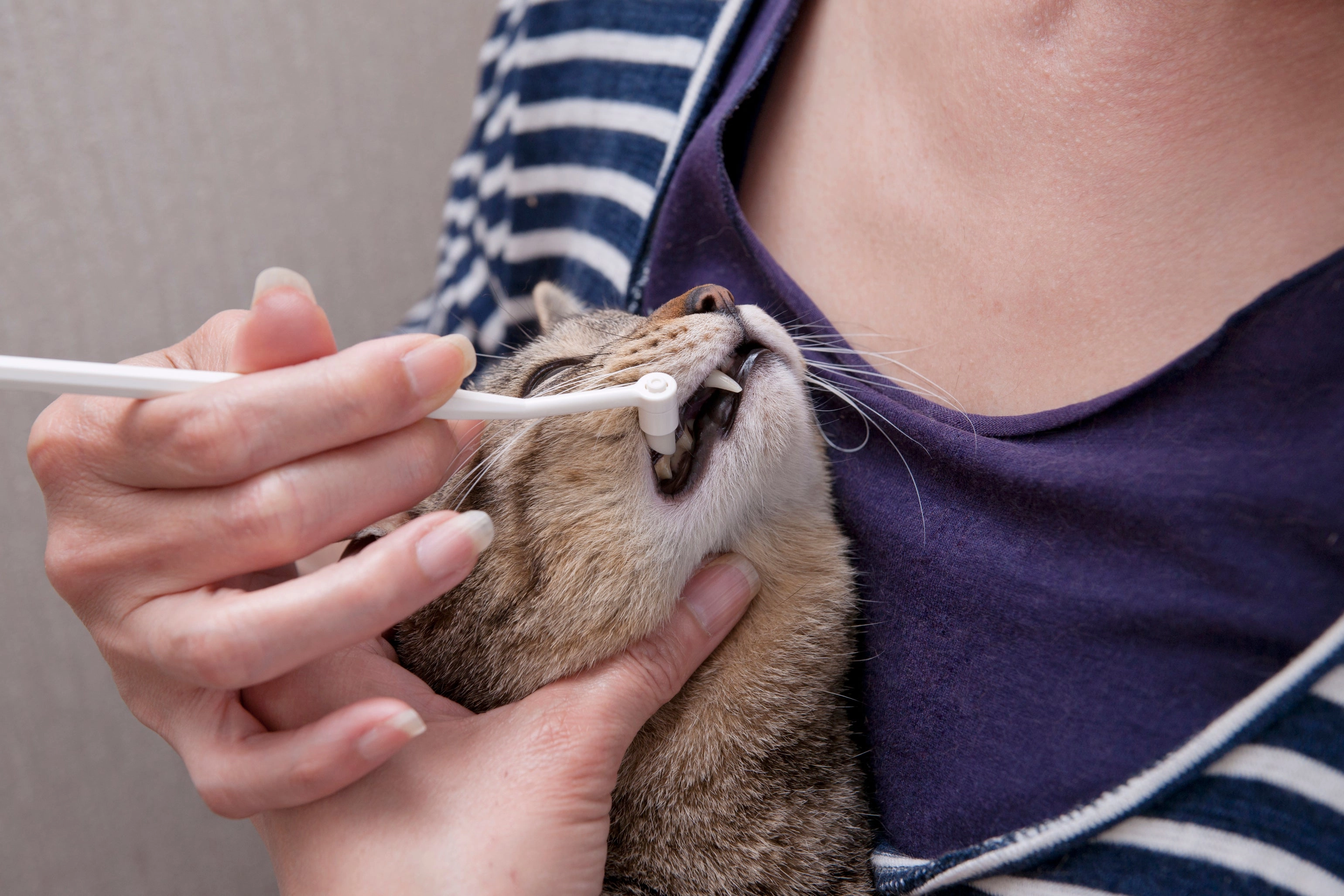 Mind Up Nyanko Care Tooth Cleaner for Cats & Dogs
