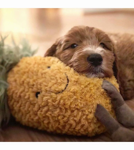 Nandog Pet Gear My BFF Pineapple Squeaker Toy