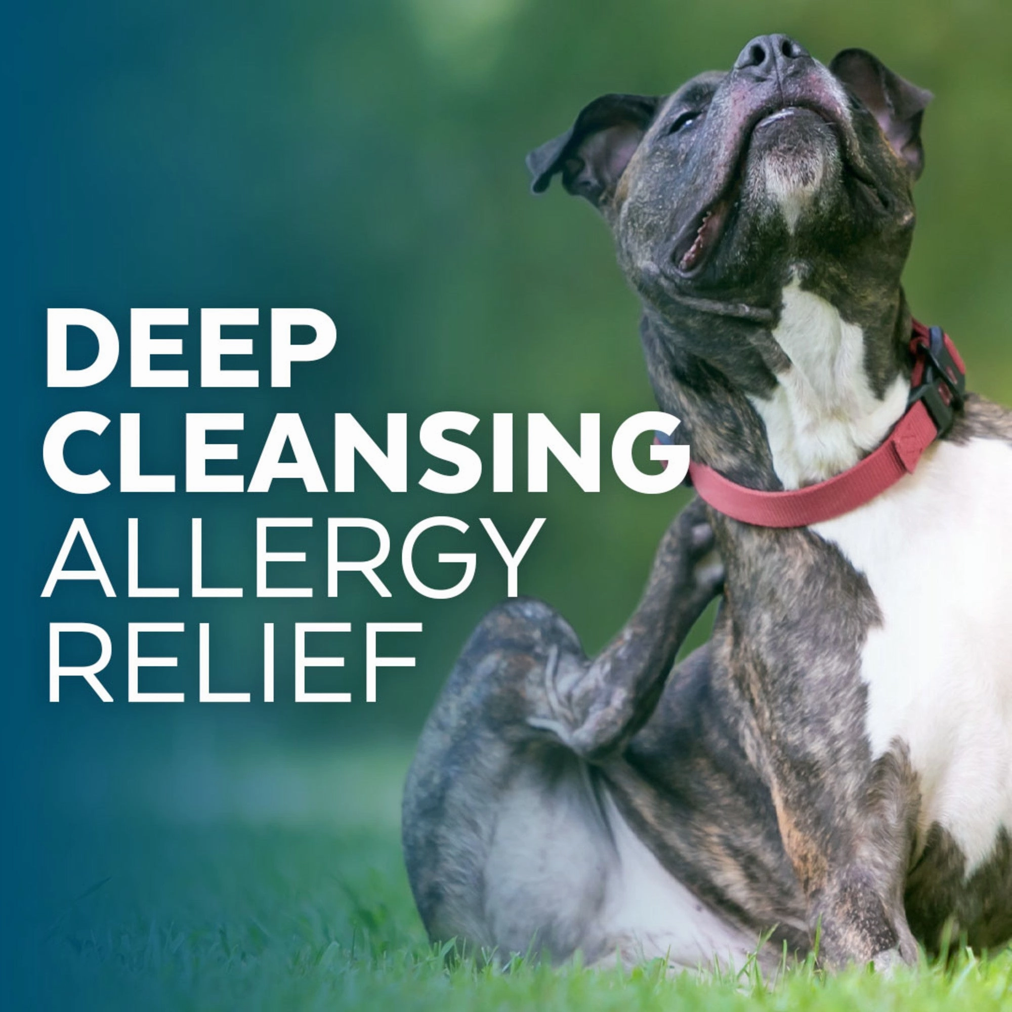 Naturl Promise Clinic Aid Anti-itch Shampoo for Dogs & Cats