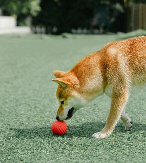 Pidan Water Wave Ball Dog Toy (Red)