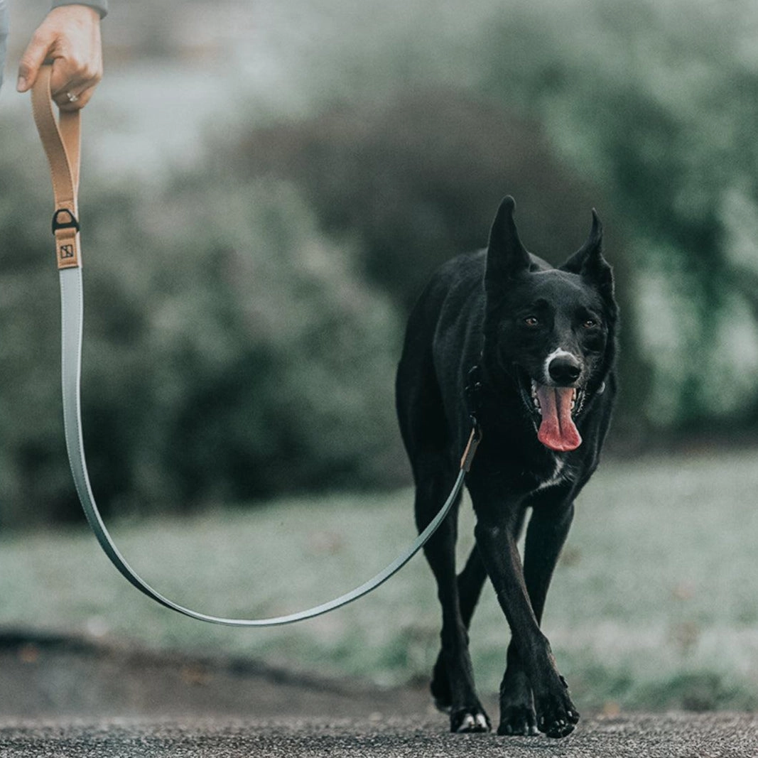 Recycled Ripstop Dog Leash Sage