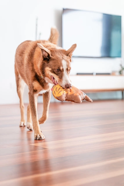 Red Dingo Durables Echidna Dog Toy